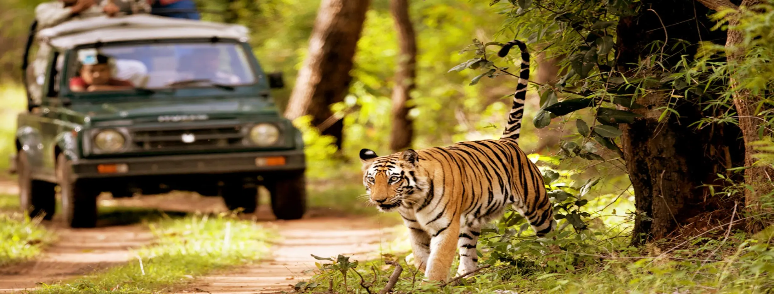 Image for Jungle Safari